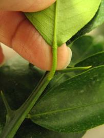              Petiole (Chiefland, FL)       