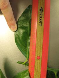              Unifoliolate leaf (Chiefland, FL)       