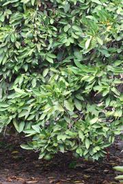            Habit (Riverside, CA)   