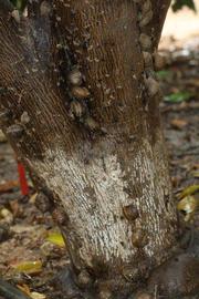            Bark (Riverside, CA)   