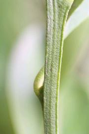            First year twig (Riverside, CA)   