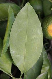              Unifoliolate leaf (Riverside, CA)       