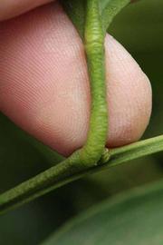              Petiole (Riverside, CA)       