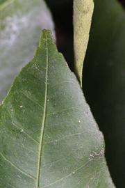              Margin (Riverside, CA)       