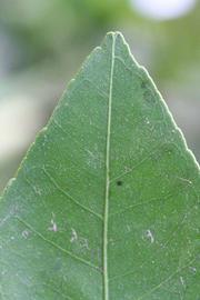              Margin (Riverside, CA)       