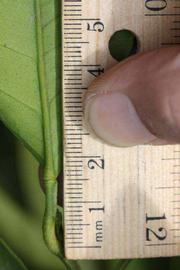              Unifoliolate leaf (Riverside, CA)       