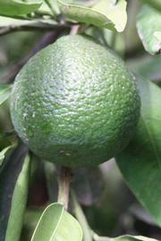            Immature fruit (Riverside, CA)   