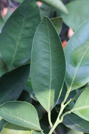              Shade leaves (Riverside, CA)       