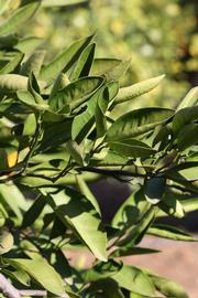              Sun leaves (Riverside, CA)       