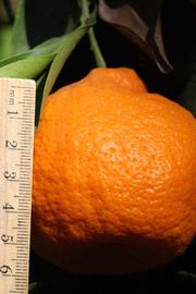              Fruit (Riverside, CA)       