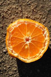              Fruit cross-section (Riverside, CA)       