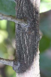              Second - third year twig (Riverside, CA)       