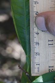              Unifoliolate leaf (Riverside, CA)       