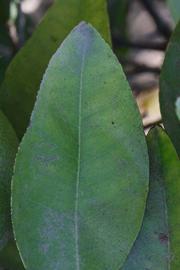              Margin (Riverside, CA)       