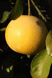              Fruit (Riverside, CA)       