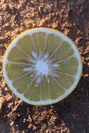              Fruit cross-section (Riverside, CA)       