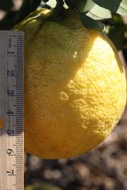              Fruit (Riverside, CA)       