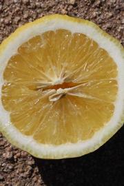              Fruit cross-section (Riverside, CA)       