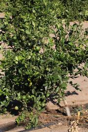            Habit (Riverside, CA)   