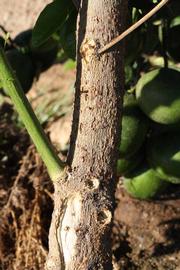            Bark (Riverside, CA)   