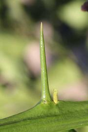              First year twig (Riverside, CA)       