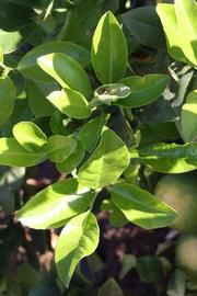              Sun leaves (Riverside, CA)       