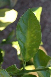              Unifoliolate leaf (Riverside, CA)       