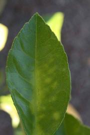              Margin (Riverside, CA)       