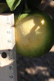              Fruit of  Citrus  x  aurantiifolia             (New Zealand Lemonade, Riverside, CA)       
