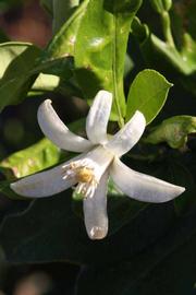              Flower (Riverside, CA)       