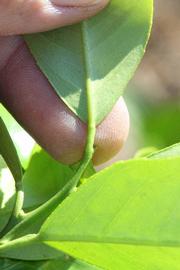              Petiole (Riverside, CA)       