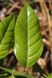              Unifoliolate leaf of  Citrus  x  aurantiifolia             (New Zealand Lemonade, Riverside,   CA)       