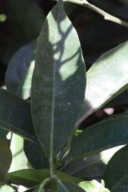              Unifoliolate leaf (Riverside, CA)       