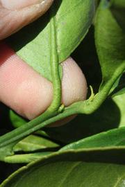              Petiole (Riverside, CA)       