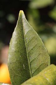              Margin (Riverside, CA)       