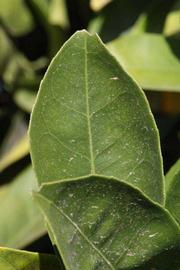              Margin (Riverside, CA)       