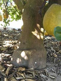              Bark (Winter Haven, FL)       