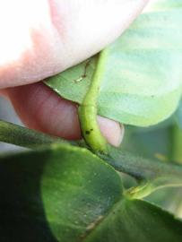              Petiole (Winter Haven, FL)       