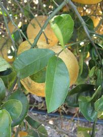            Shade leaves (Winter Haven, FL)   