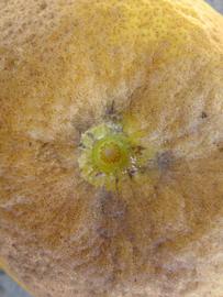              Fruit (Winter Haven, FL)       