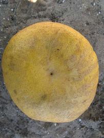              Fruit (Winter Haven, FL)       