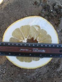              Fruit cross-section (Winter Haven, FL)       