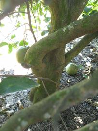            Bark (Winter Haven, FL)   