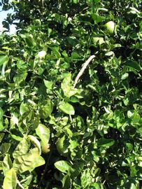              Sun leaves (Winter Haven, FL)       