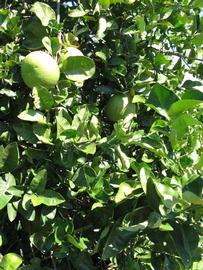              Sun leaves (Winter Haven, FL)       