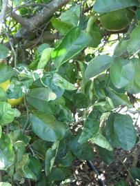              Shade leaves (Winter Haven, FL)       