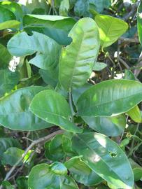              Shade leaves (Winter Haven, FL)       
