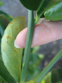            First year twig (Winter Haven, FL)   