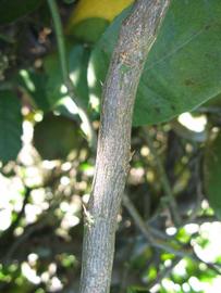              Second - third year twig (Winter Haven, FL)       