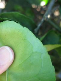              Margin (Winter Haven, FL)       